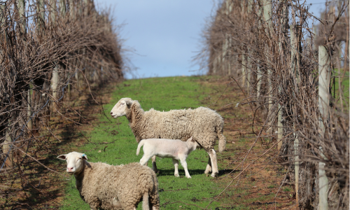 Spring Lambs