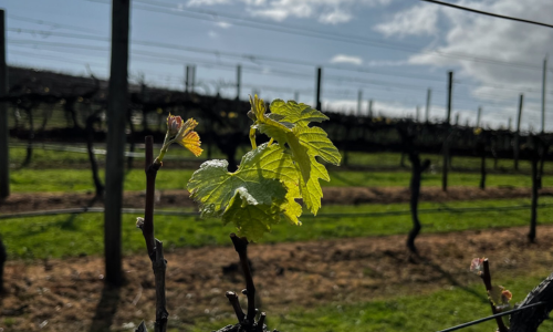 Bud Bursts - vine leaf