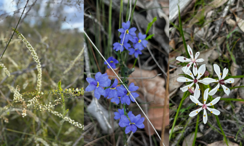 Spring Flowers