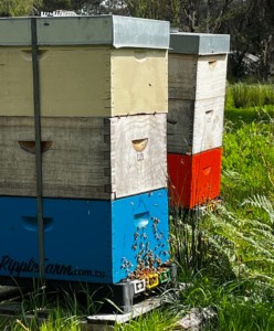Spring buzz at Montys Leap